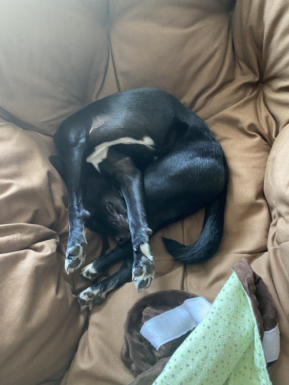 Dog sleeping in ridiculous position